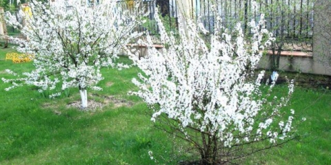 Kako saditi trešnje u predgrađu: proljeće, ljeto i jesen